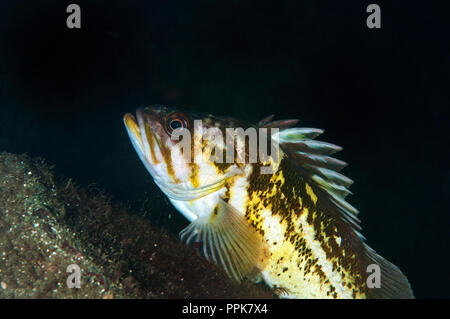 Das kupfer Drachenköpfe, Sebastes Caurinus, ist ein Fisch, der Sebastidae-Familie, zu der neben der Drachenköpfe, Rockcod und thornyheads. Es ist ein relativ comm Stockfoto