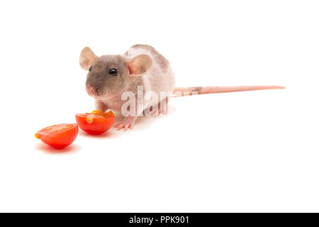 Eine kleine Ratte essen Tomaten auf weißem isoliert. Stockfoto