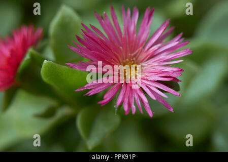 Rote Blume von Aptenia cordifolia Stockfoto