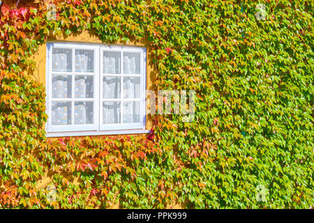 Fenster von einem Efeubewachsene Mauer an einem sonnigen Tag im Herbst umgeben, das Trinity College, Universität Oxford, England. Stockfoto