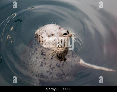 Dichtung am Freitag, Hafen, Suan Juan Island, Washington State, USA Stockfoto