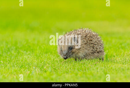 Wilder, einheimischer Igel auf der Suche nach Igelfreunden im Garten. In einem Wildtierhäuschen aufgenommen, um die Gesundheit und die Population dieses rückläufigen Säugetieres zu überwachen Stockfoto