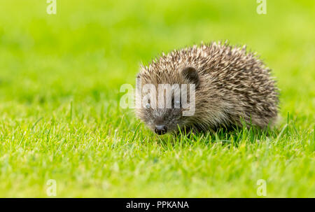 Wilder, einheimischer Igel auf der Suche nach Igelfreunden im Garten. In einem Wildtierhäuschen aufgenommen, um die Gesundheit und die Population dieses rückläufigen Säugetieres zu überwachen Stockfoto