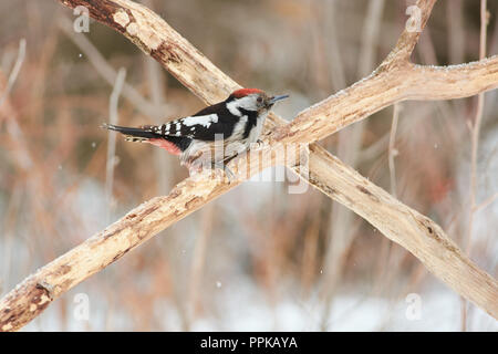 Mitte Buntspecht (Dendrocoptes medius) sitzt auf die gekreuzten Zweigen unter dem fallenden Schnee. Stockfoto