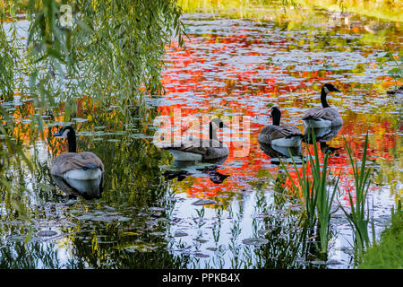 Kanada Gänse im Teich mit reflektiertem Herbst Farbe, VanDusen Botanical Garden, Vancouver, British Columbia, Kanada Stockfoto