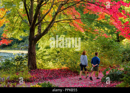 Paar auf dem Weg mit Herbst Farbe, VanDusen Botanical Garden, Vancouver, British Columbia, Kanada Stockfoto