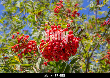 Rote Beeren der Eberesche, Eberesche. Suffolk, Großbritannien. Stockfoto