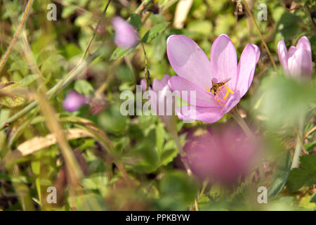 Makro konzentriert Wiese Safran crocus, wild wachsende Blumen mit grünen Blättern und unscharfen Hintergrund, schöne Blütenblätter rosa gefärbt mit Insekt auf Ihr Stockfoto