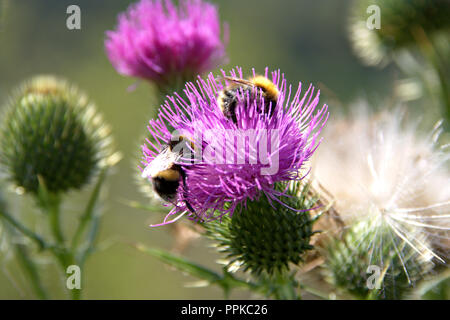 Makro konzentriert Löwenzahn wilde Blumen mit grünen Blättern und unscharfen Hintergrund, schöne rosa gefärbt mit zwei Insekt auf Ihr Stockfoto