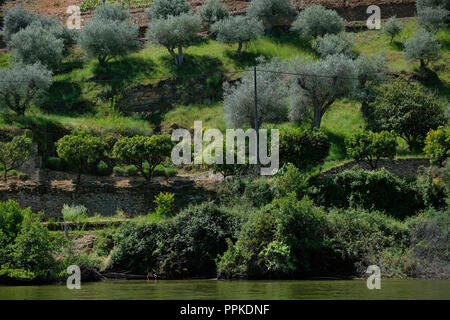 Das Douro Tal und Weinberge an den Ufern. Stockfoto