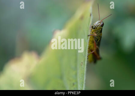 Ein rot-legged Grasshopper klammert sich an ein Blatt. Stockfoto