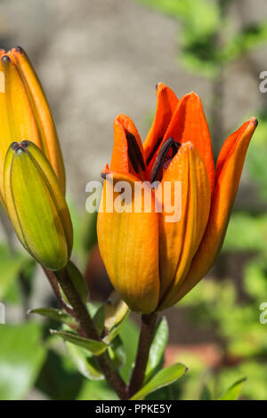 Nahaufnahme der Öffnung helle orange Buds eines asiatischen Lily im Englischen Garten, Lancashire, England, Großbritannien. Stockfoto