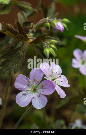 Die zarten lila gefärbten Blüten eines winterharte Geranien blühen im Sommer Garten, Blackpool, Lancashire, England, Großbritannien, Stockfoto