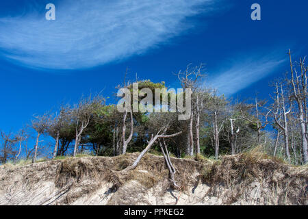 Pinien auf der Sanddüne, Anglesey Stockfoto