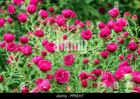 New England Aster 'Alma Pötschke' Asters Stockfoto