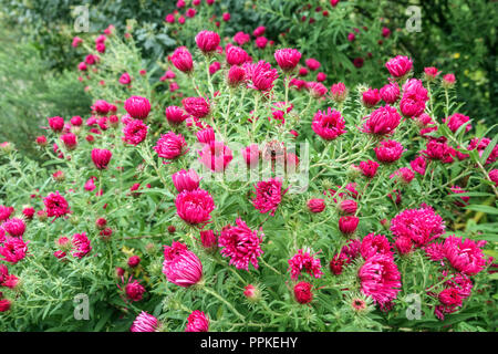 New England Aster, Symphyotrichum novae-angliae 'Alma Pötschke' Stockfoto