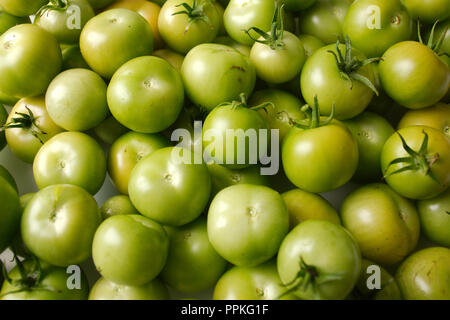 Grüne Tomaten frisch aus dem Garten Stockfoto