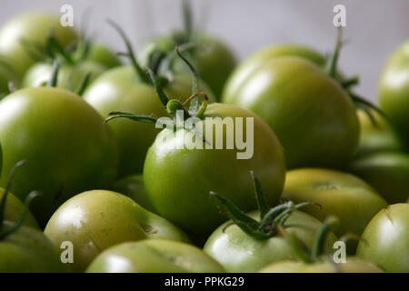 Grüne Tomaten frisch aus dem Garten Stockfoto