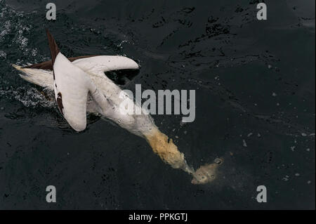 Northern Gannet, Fische zu fangen, Bass Rock UK Stockfoto