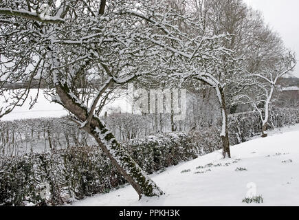 Bestie aus dem Osten - alte Apfelbäume mit schneebedeckten Ästen im ländlichen Garten, Cumbria, England, Februar 2018, Zwiebeln stochen durch Schnee. Stockfoto