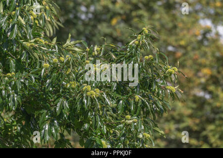 Kastanienbaum / Castanea sativa mit spitzigen reifenden Früchten - Marron & Châtaigne auf Französisch, castaña (Spanisch), Castagna (Italienisch), Kastanie (Deutsch). Stockfoto