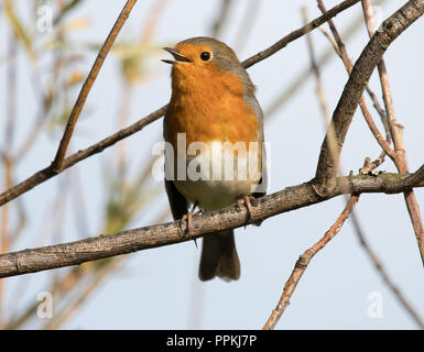 Rotkehlchen (Erithacus Rubecula) Stockfoto