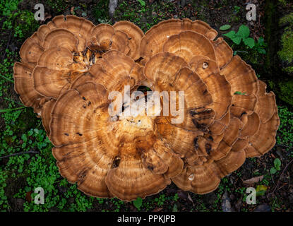 Huhn auf den Wald Pilze Stockfoto