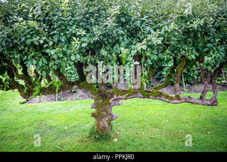 Ein stark gepflegte Apfelbaum in einem ummauerten Garten Stockfoto