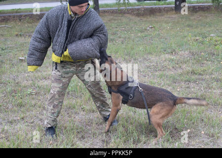 Ausbildung von Schäferhunden auf angreifen. Der Hund beißt der Trainer in den Arm. Stockfoto