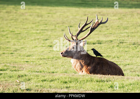 Große Rote Hirsch mit Krähe saß auf zurück Stockfoto