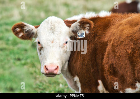 Banff, Kanada 9, September, 2012. Herde von Hereford Rind ruht in einem Feld. Credit: Mario Beauregard/Alamy leben Nachrichten Stockfoto