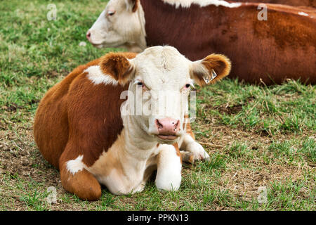 Banff, Kanada 9, September, 2012. Herde von Hereford Rind ruht in einem Feld. Credit: Mario Beauregard/Alamy leben Nachrichten Stockfoto