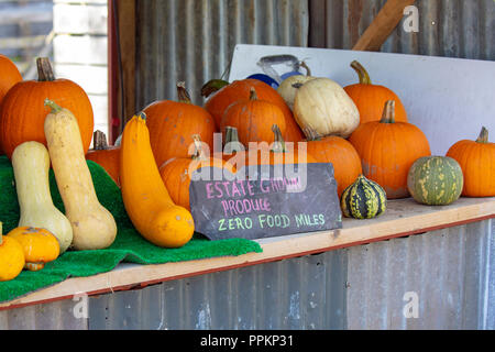 Frische Kürbisse zum Verkauf auf einer Farm Shop mit verschiedenen Arten verkauft werden, Hawarden Immobilien Hofladen, Flintshire Stockfoto