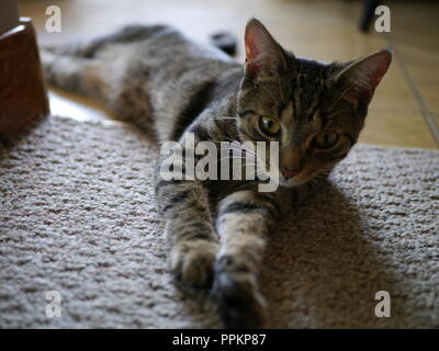 Junge Katze entspannend Stockfoto