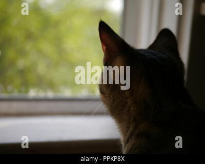 Indoor Cat suchen Stockfoto