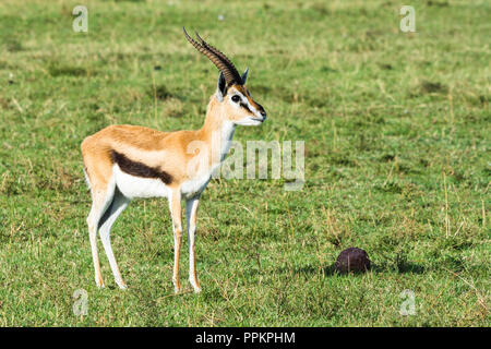 Thomson's Gazelle (Eudorcas thomsonii), Maasai Mara National Reserve, Kenia Stockfoto