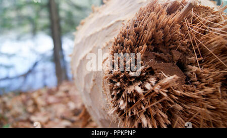 Baumstamm durch Biber Herbst Winter im Wald in Massachusetts, New England abgeholzt. USA Stockfoto