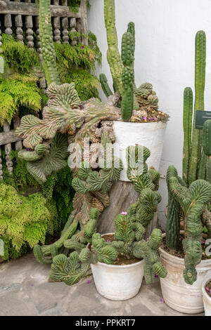 Lima, Peru, Südamerika. Cereus peruvianus Monstrose monstrose (Apple) Kakteen auf der Terrasse des Larco Herrera Museum (Museo Arqueológico Rafael Larco Herr Stockfoto