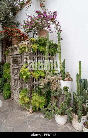 Lima, Peru, Südamerika. Cereus peruvianus Monstrose monstrose (Apple) Kakteen auf der Terrasse des Larco Herrera Museum (Museo Arqueológico Rafael Larco Herr Stockfoto