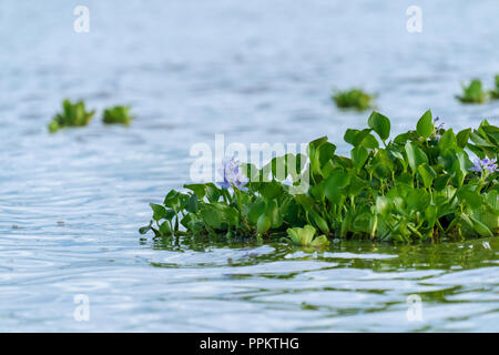 Pacaya Samiria Reservat, Peru, Südamerika. Ein Wasser Hyazinthe Blüte schwebt in der Maranon Fluß, zusammen mit einem Salat. Stockfoto