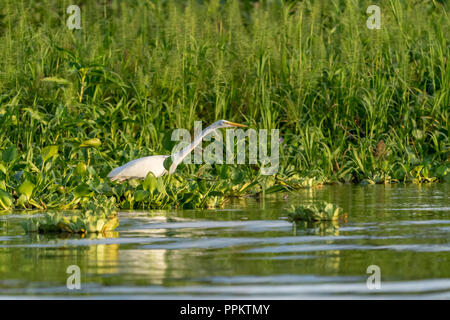 Pacaya Samiria Reservat, Peru, Südamerika. Silberreiher Holding sehr noch am Ufer wartet auf Beute. Stockfoto