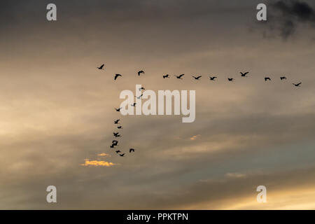 Pacaya Samiria Reservat, Peru, Südamerika. Herde von großer Reiher im Flug. Stockfoto