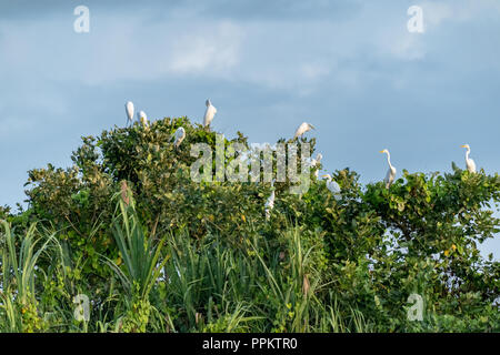 Pacaya Samiria Reservat, Peru, Südamerika. Herde von großer Reiher in Bäumen entlang der Maranon Fluß sitzen. Stockfoto