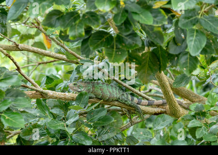 Pacaya Samiria Reservat, Peru, Südamerika. Grüner Leguan ruht auf einem Ast entlang der Ucayali River im Amazonasbecken. Stockfoto