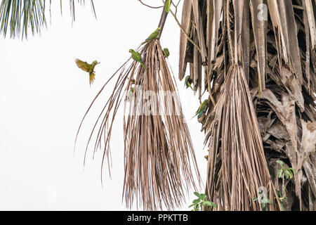 Pacaya Samiria Reservat, Peru, Südamerika. Herde von Red-Bellied Aras im Flug, Landung auf einer moriche Palme. Stockfoto