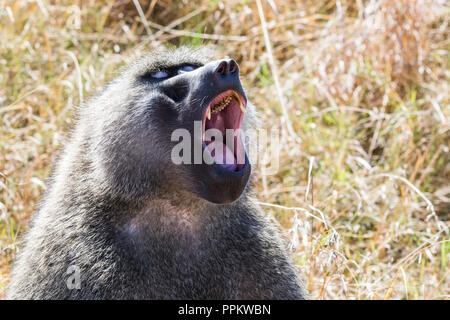 Nach olive Baboon (papio Anubis), Masai Mara National Reserve, Kenia Stockfoto