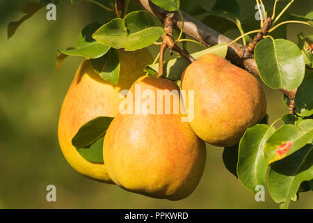 Wachsende reife Birnen auf einem Baum im Garten, verschwommenen Hintergrund. Stockfoto