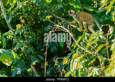 Pacaya Samiria Reservat, Peru, Südamerika. Gemeinsame Totenkopfäffchen klettern in einem Baum. Stockfoto