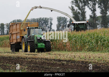 Mais wird in Suffolk Fens für anaerobic digester Kraftstoff geerntet Stockfoto