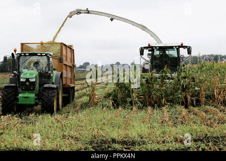 Mais wird in Suffolk Fens für anaerobic digester Kraftstoff geerntet Stockfoto